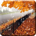 Logo of Maple Droplets Live Wallpaper android Application 